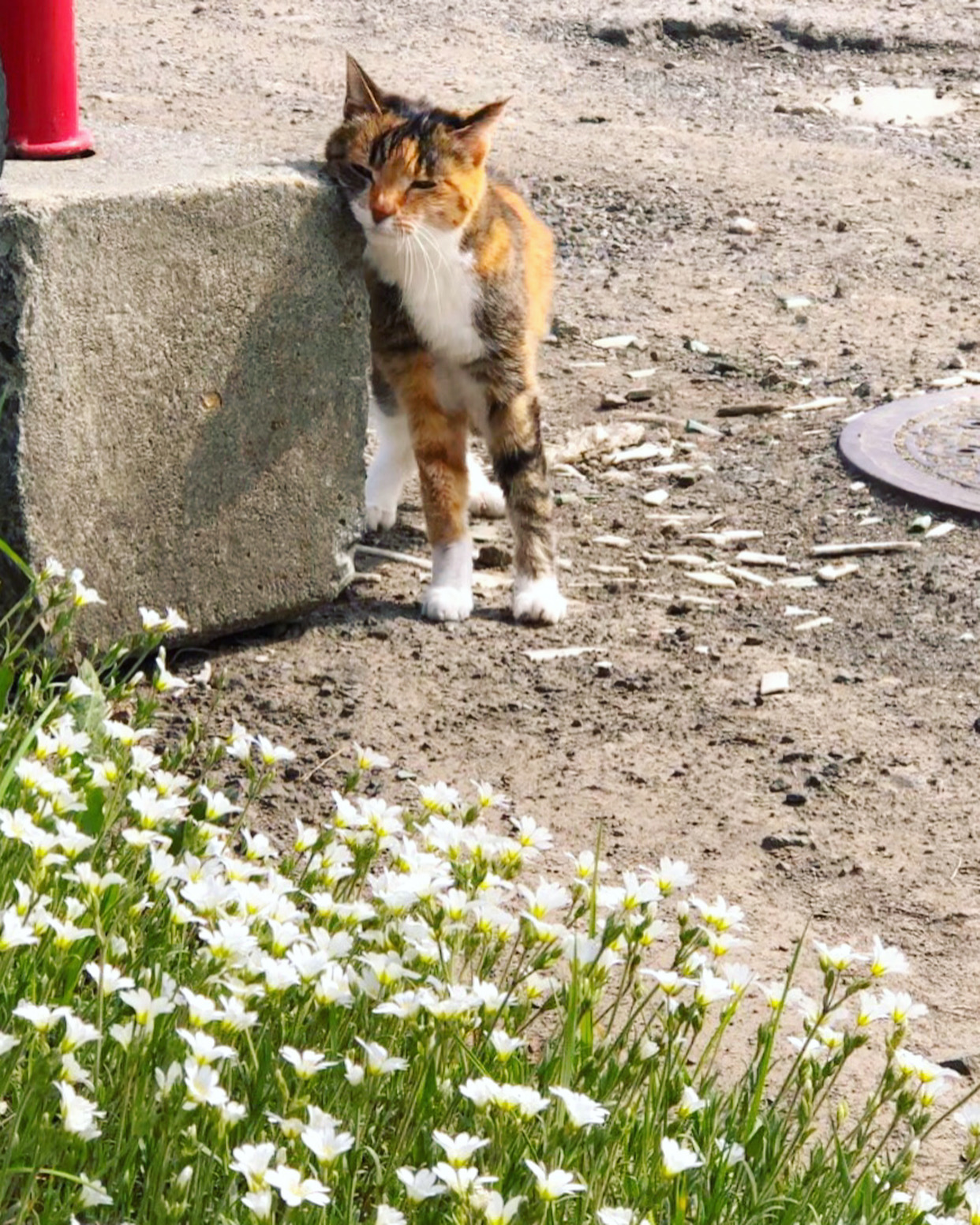 芝桜
