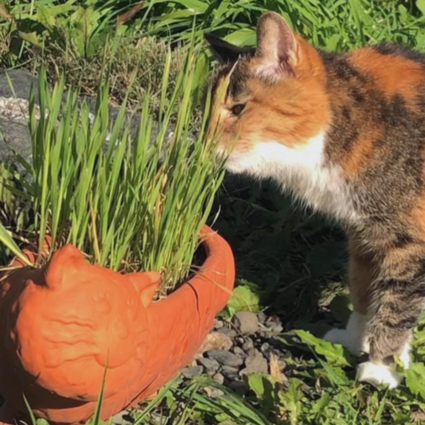 猫草とハーブ