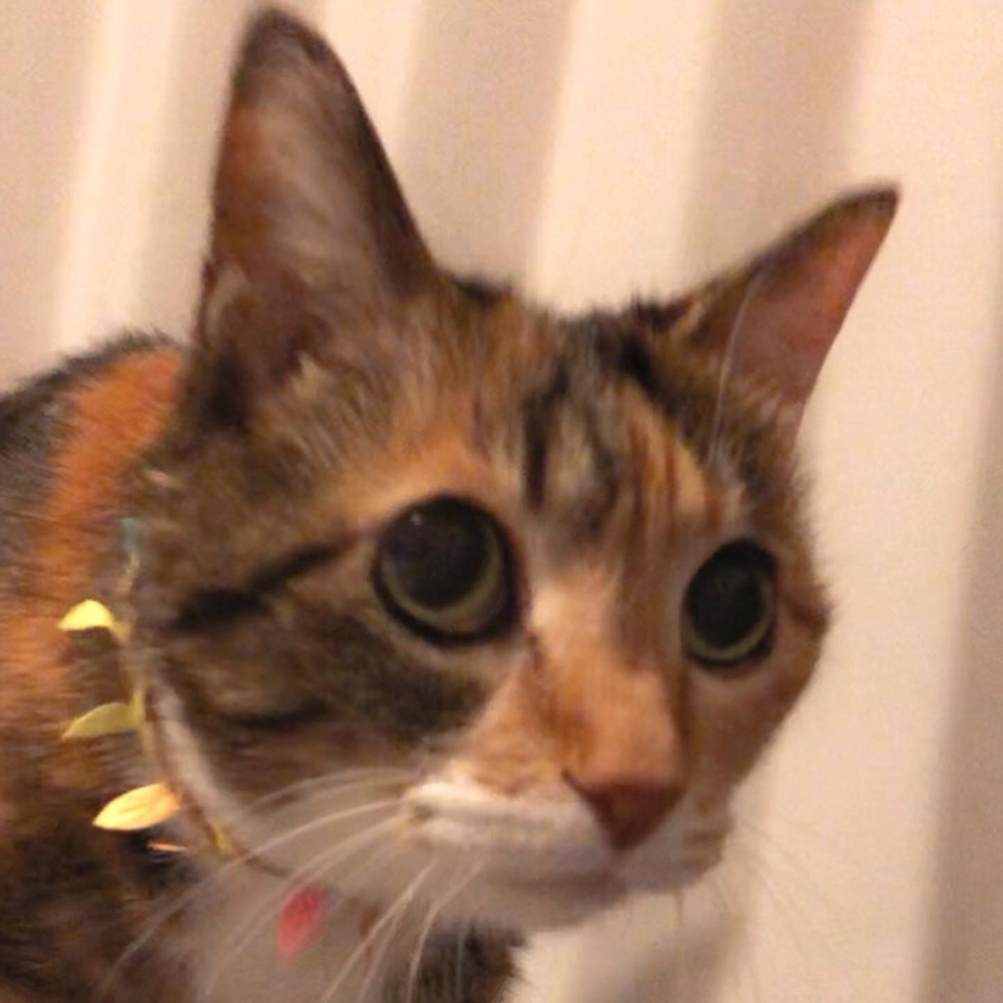 チョコレート