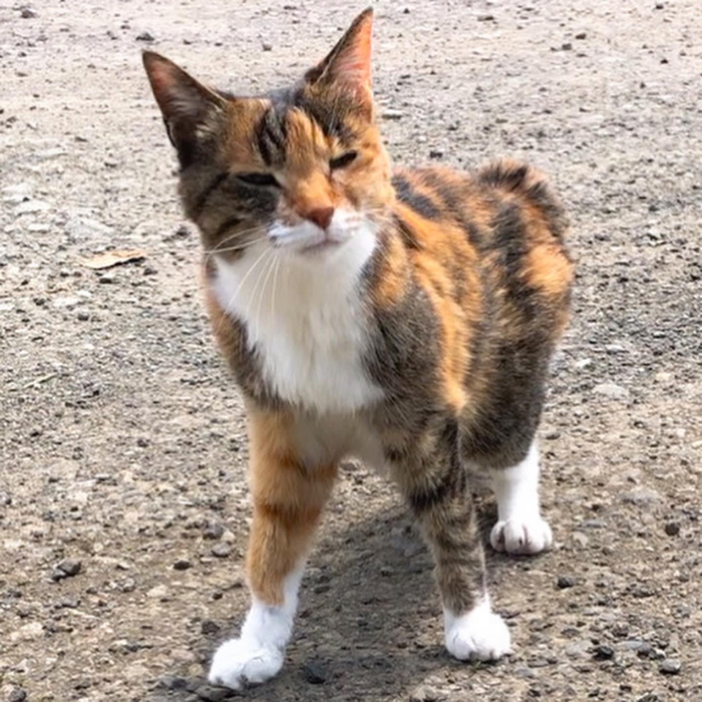 ベニサラサドウダン