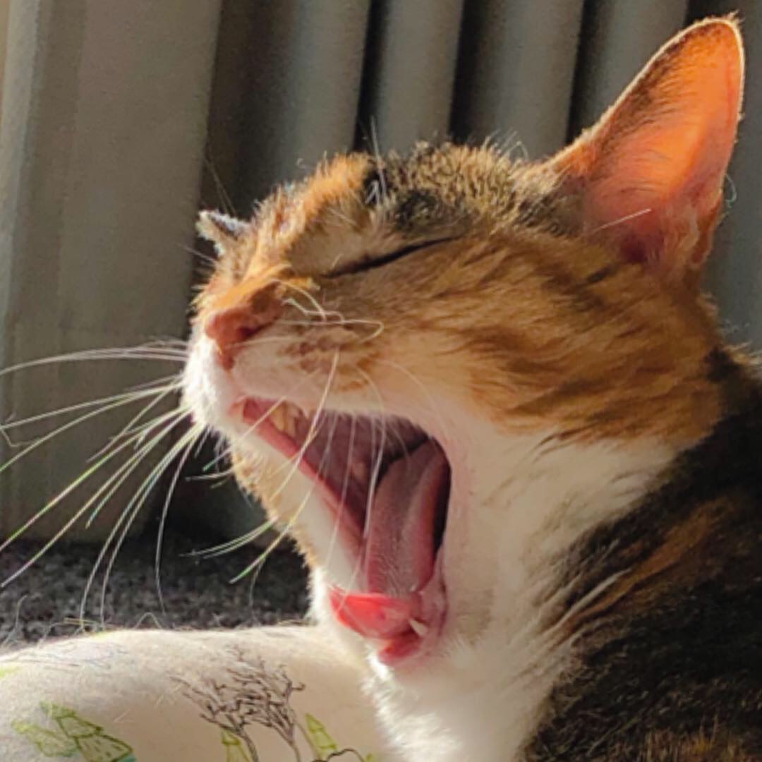 ツララ