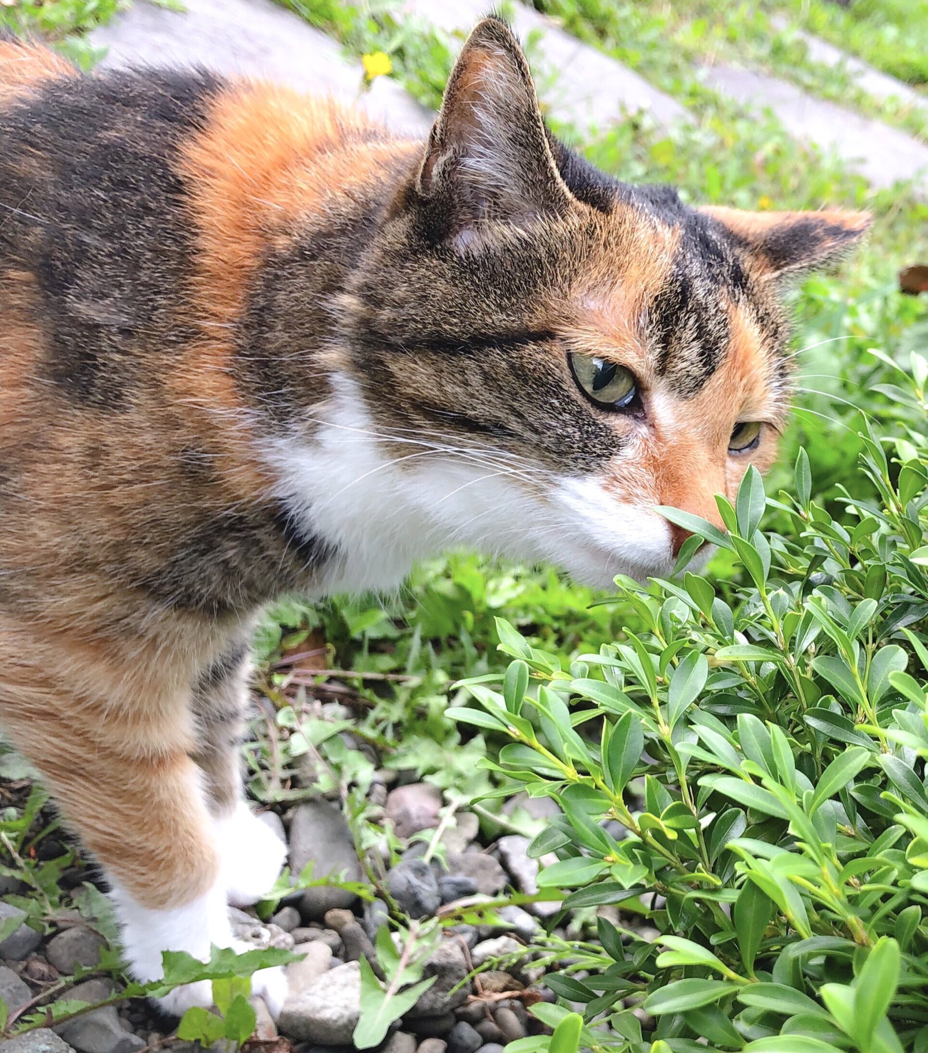 地産地消