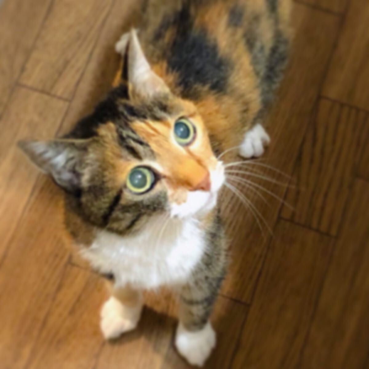 世界猫の日
