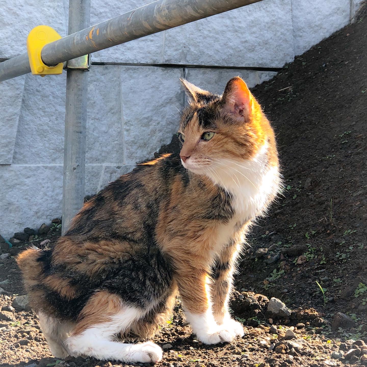 イルミネーション