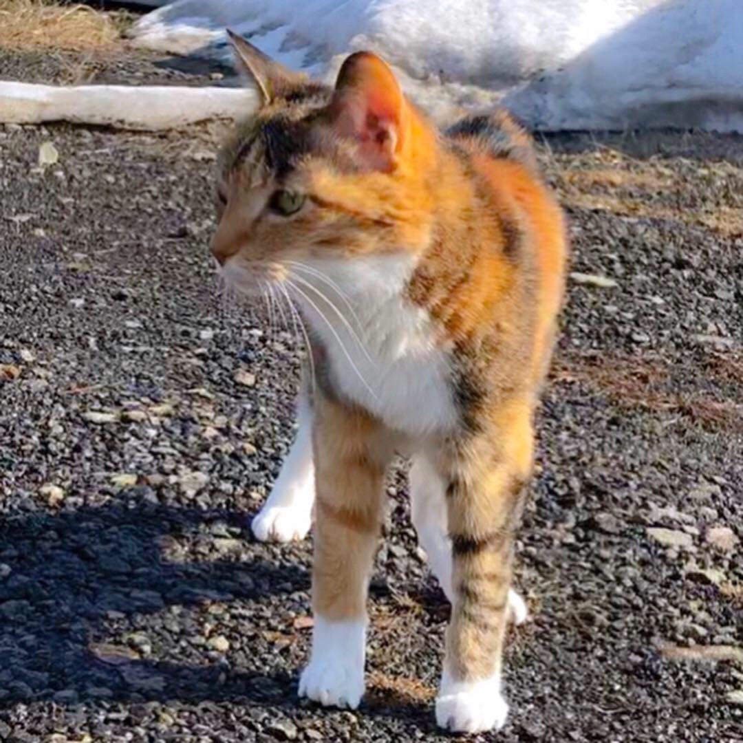 ナワバリ