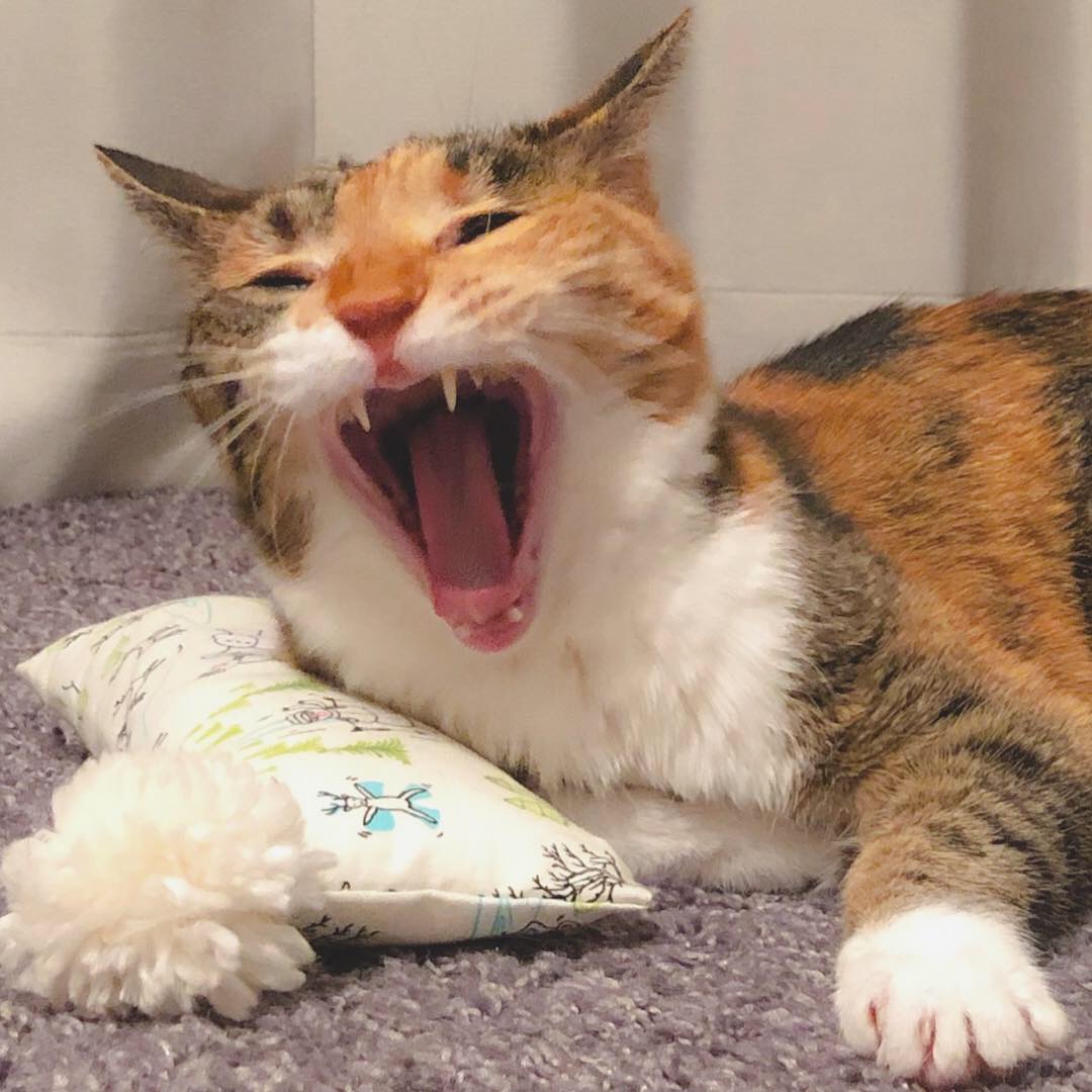 ロマネスコ 