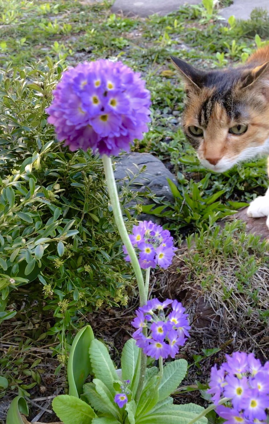 ハート形のお花