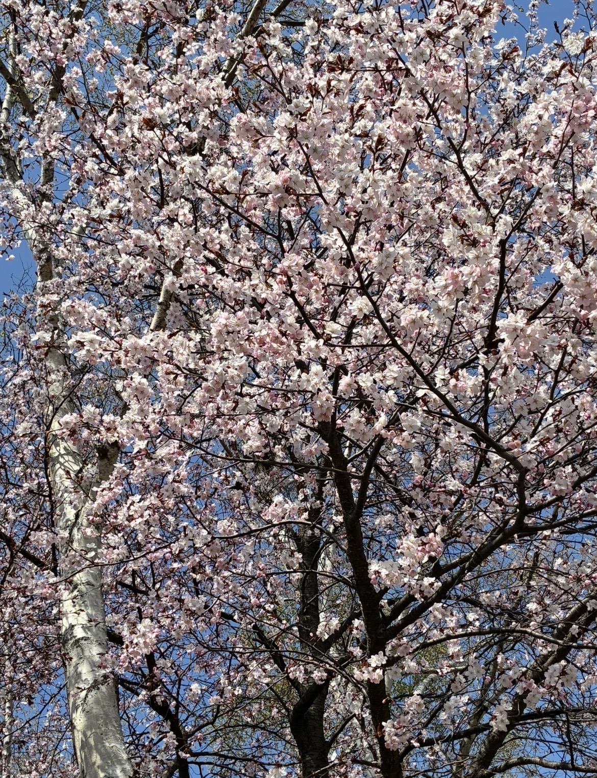 桜