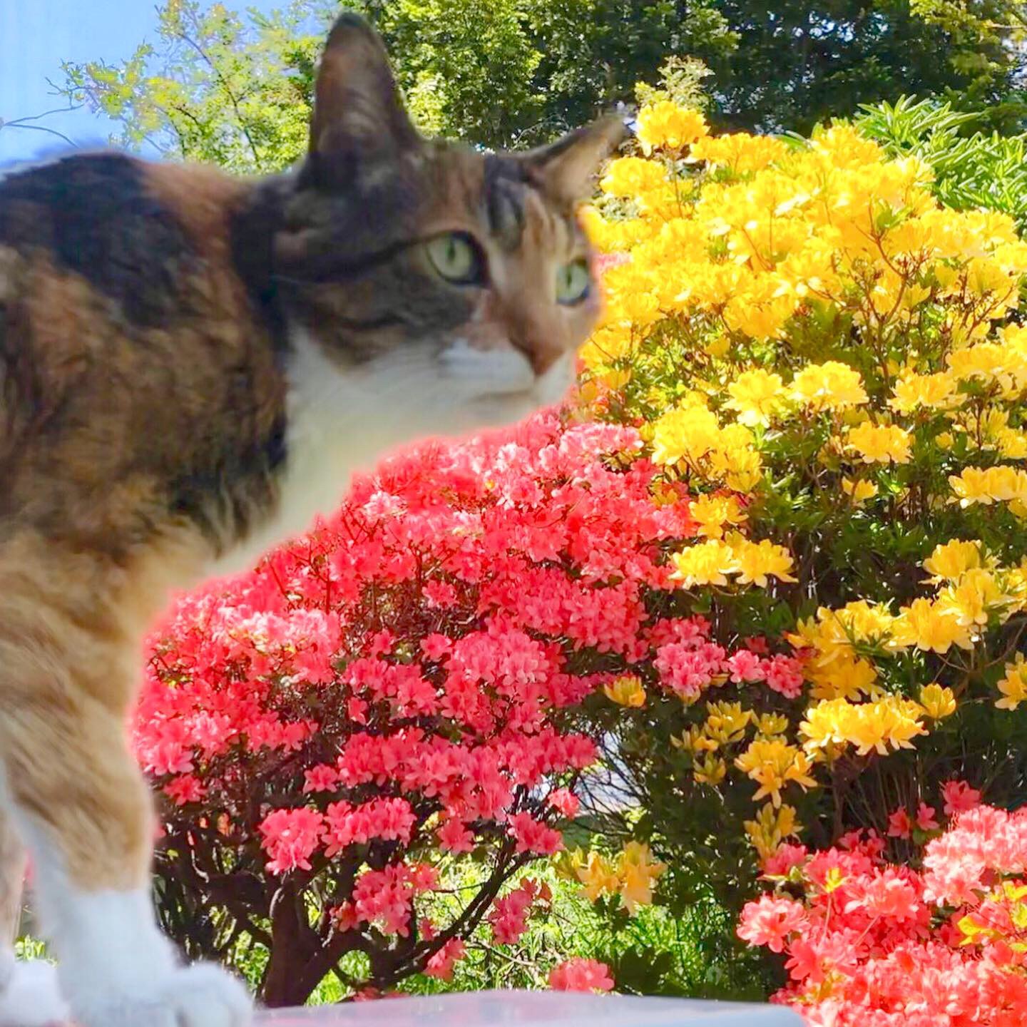 カラフル