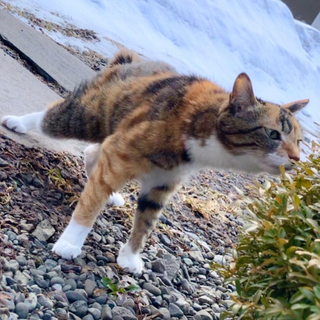 まくらちゃんの確認