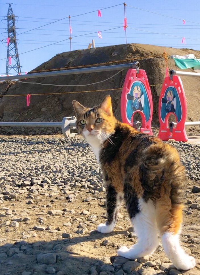 キウイ