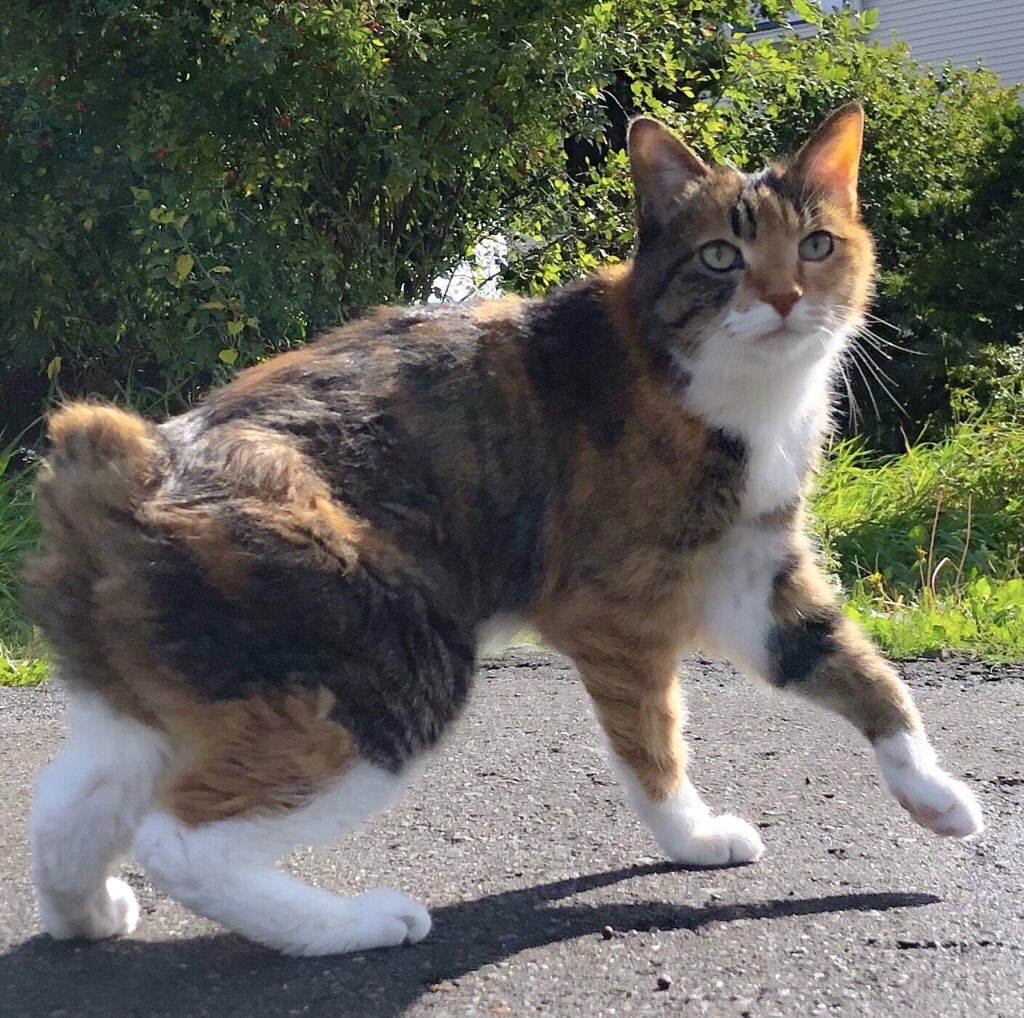 アメリカフヨウ