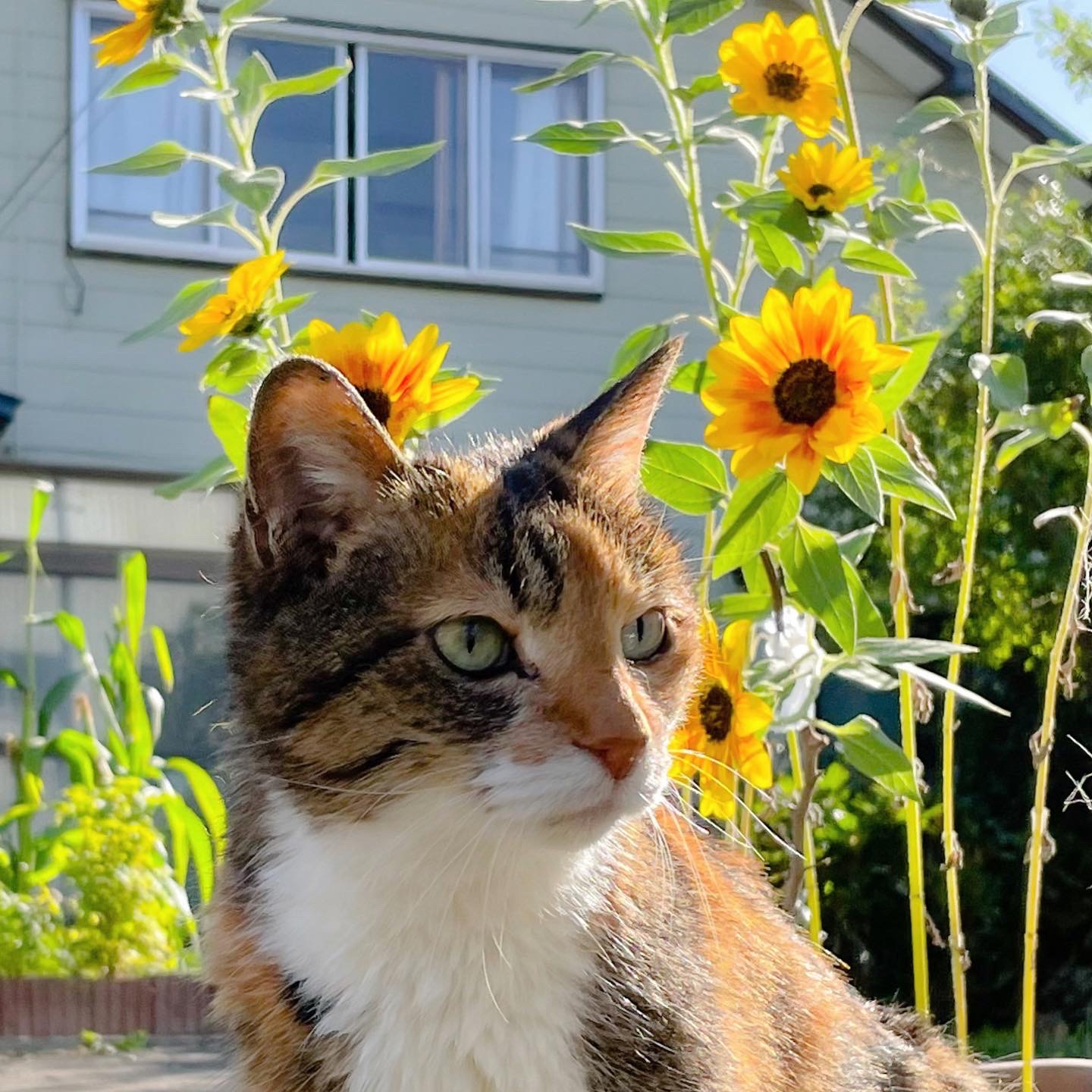 可愛いお花