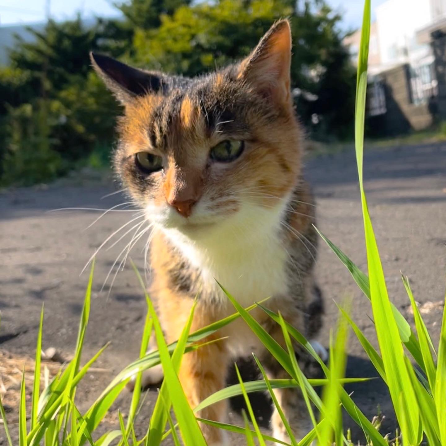 ジャガイモ