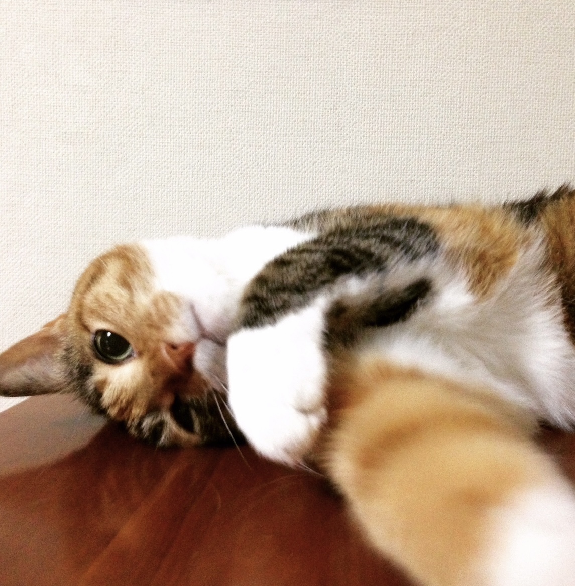 猫の日