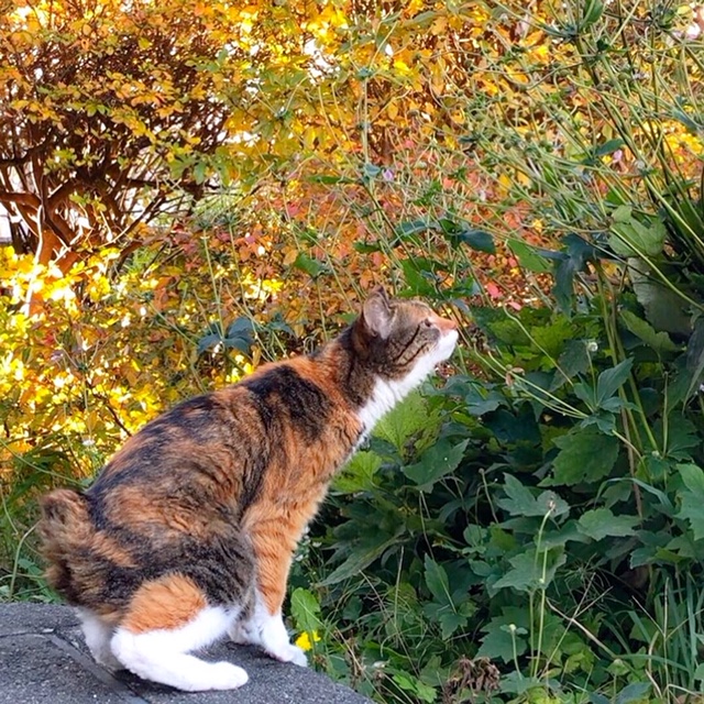 お庭の紅葉