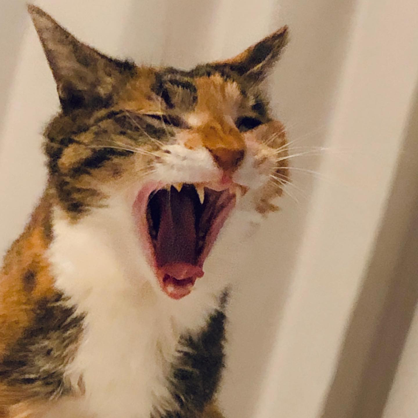 とうもろこし