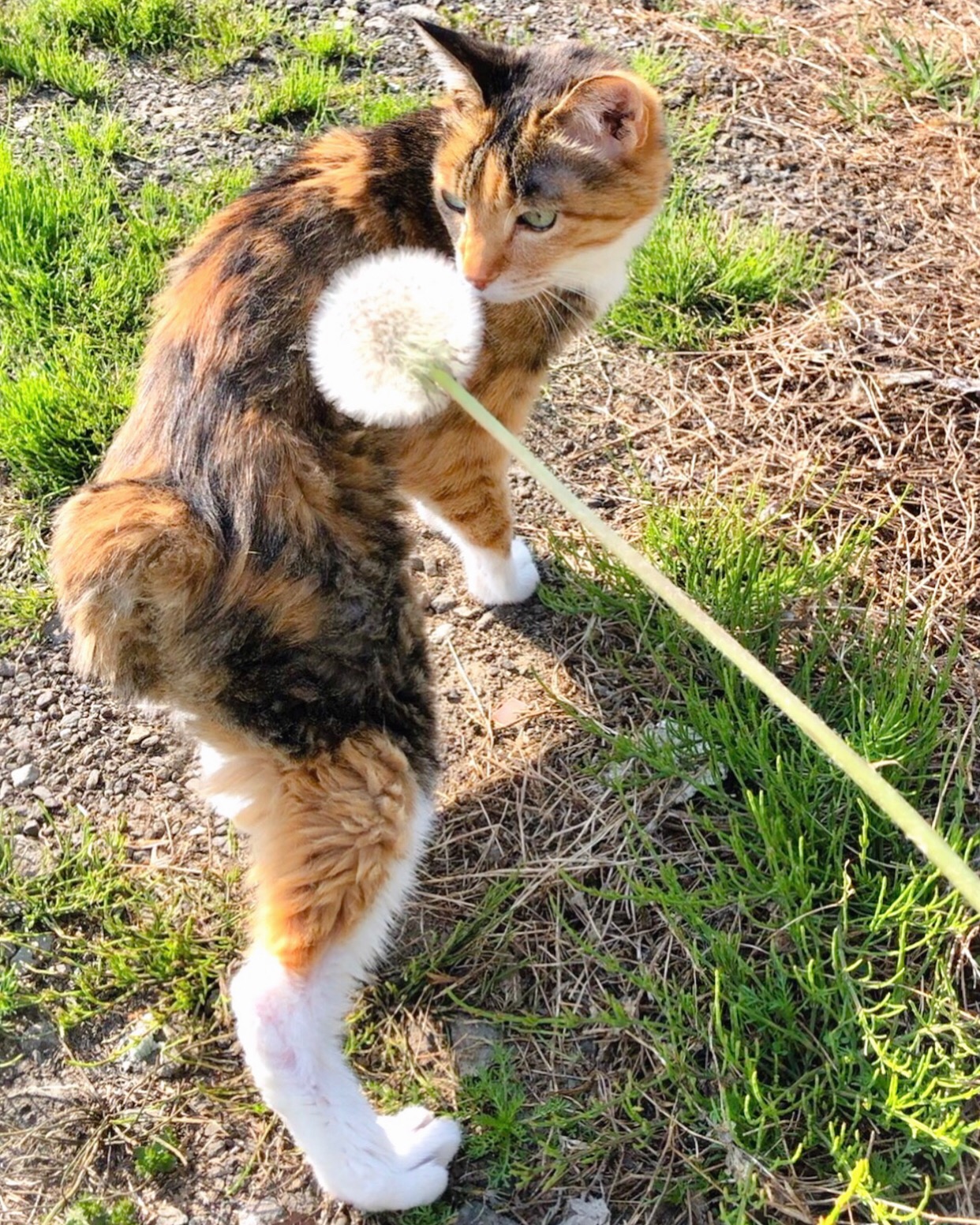 タンポポ