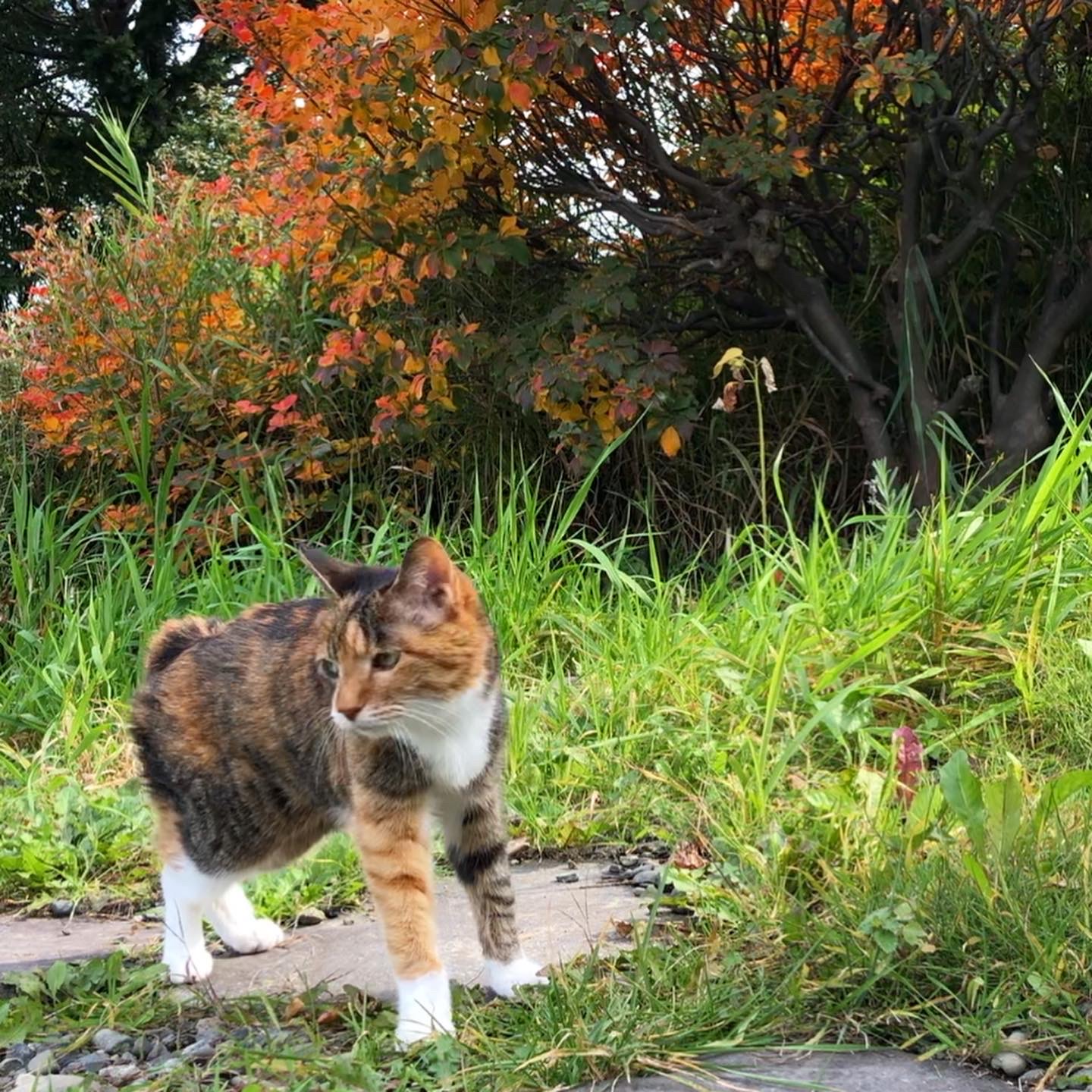 紅葉