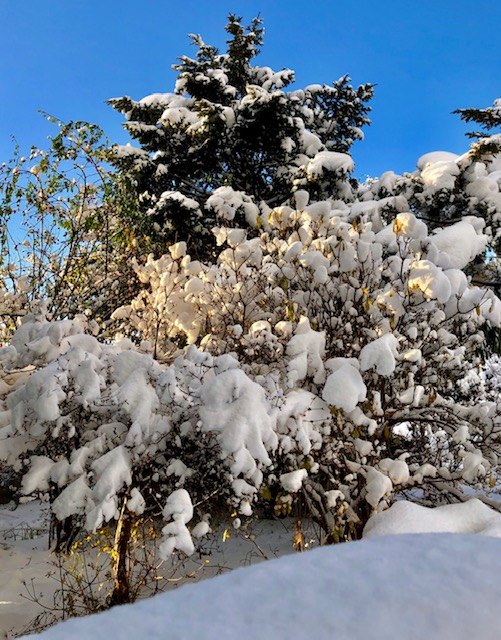 雪景色