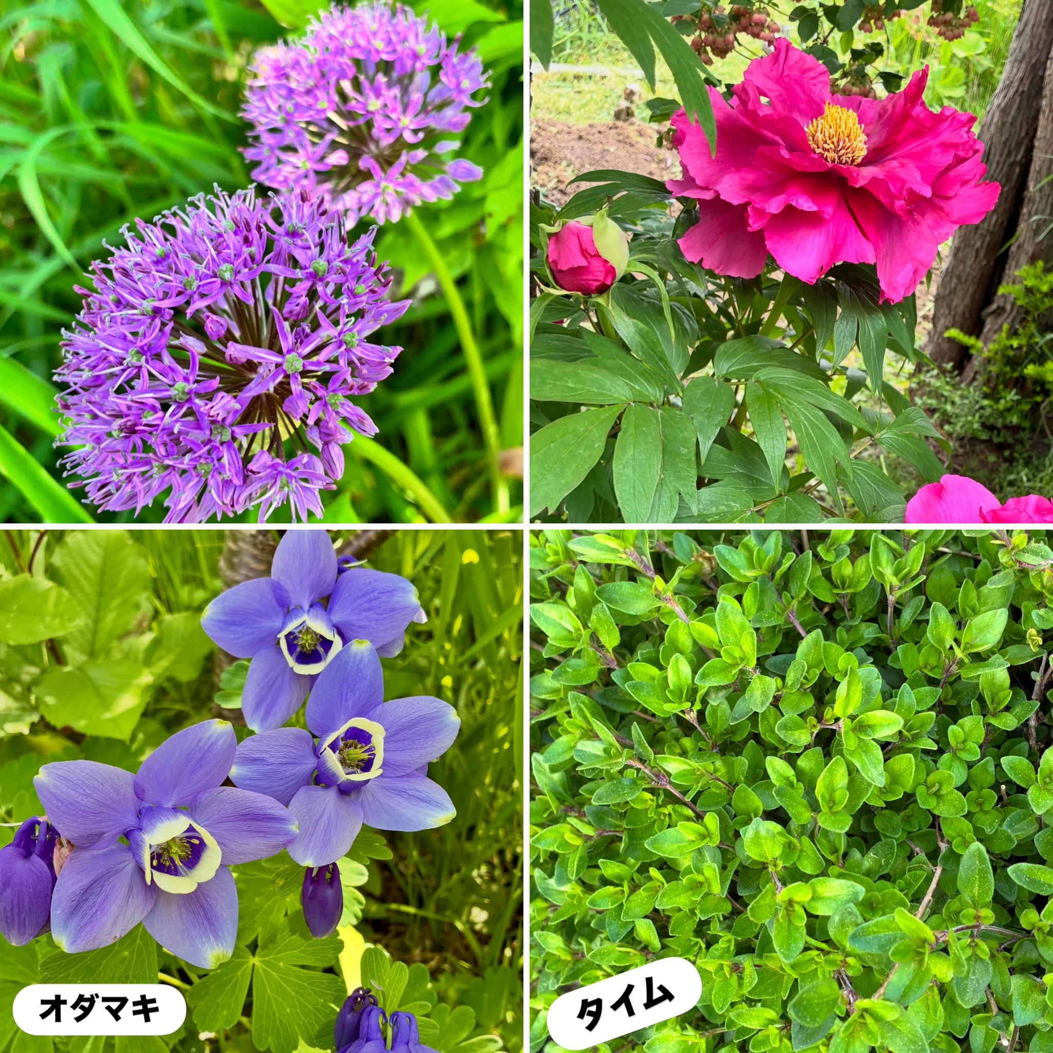 庭の花