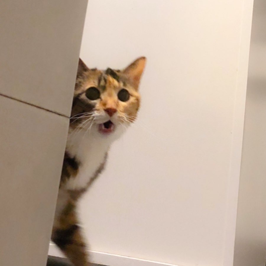 困ったキタキツネ