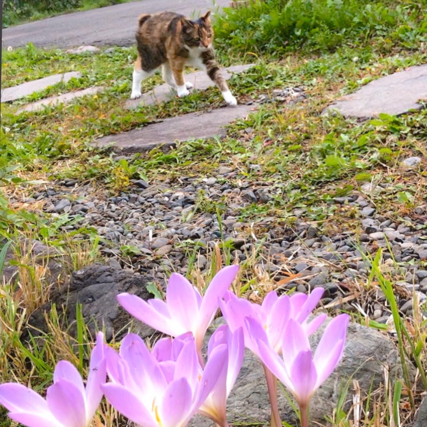 コルシカム