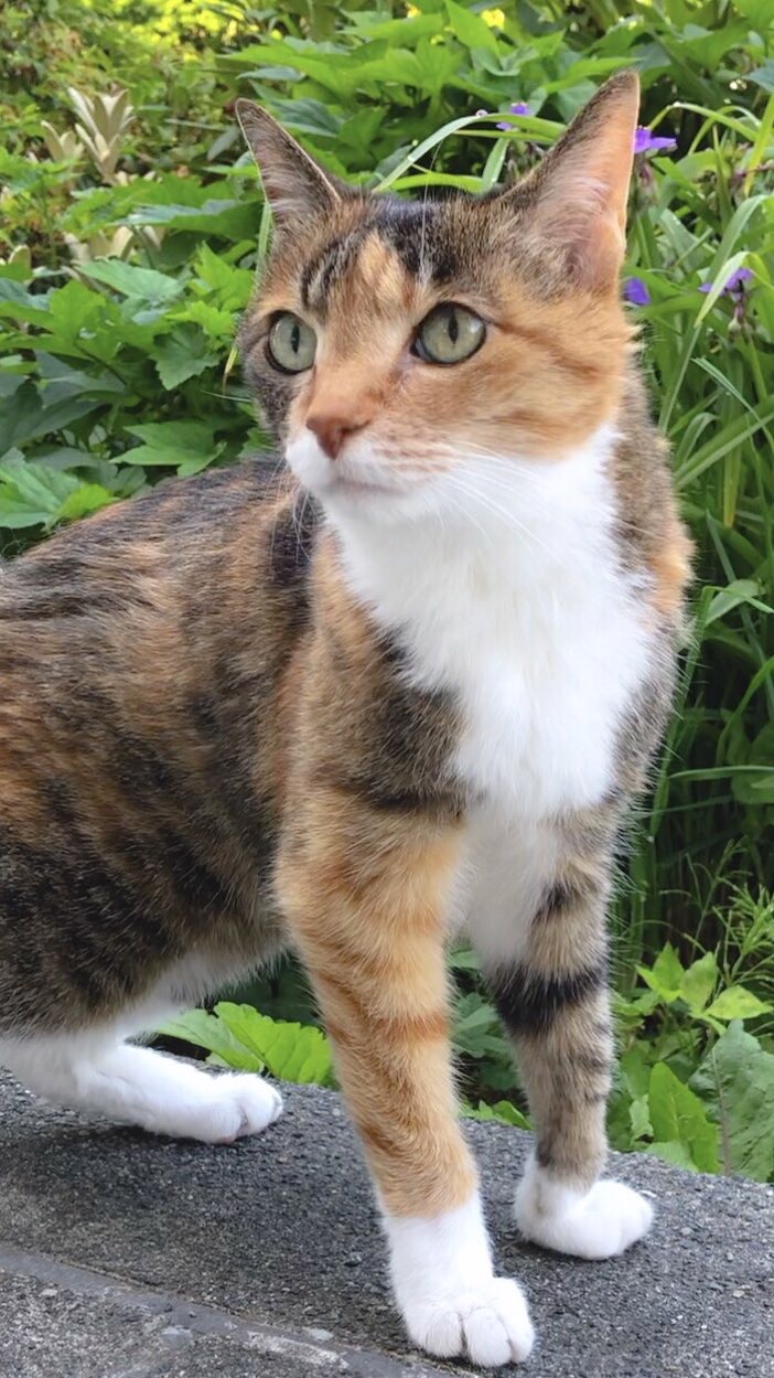 ロサカニナ