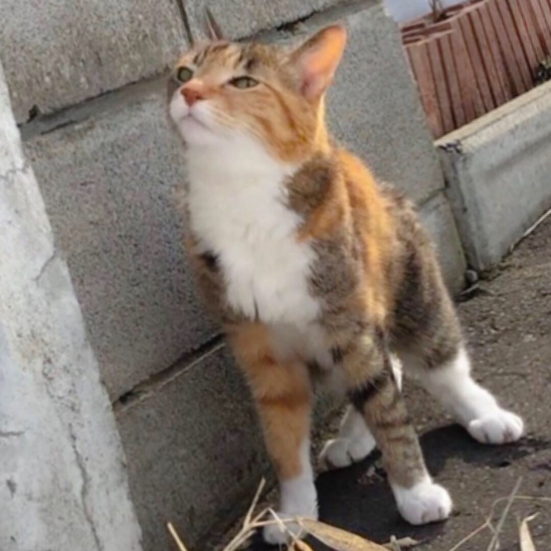 クロッカス