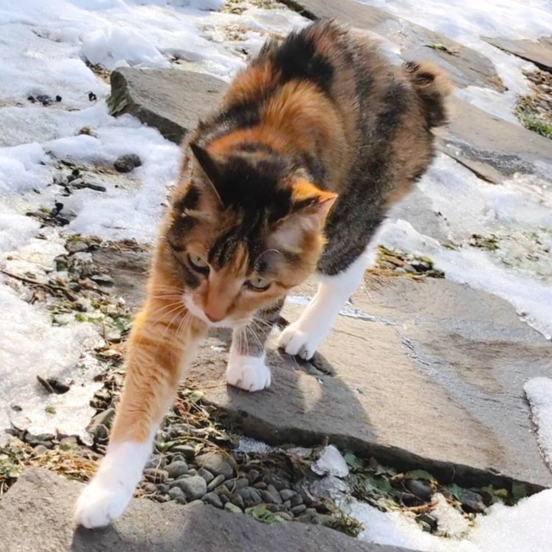 雪