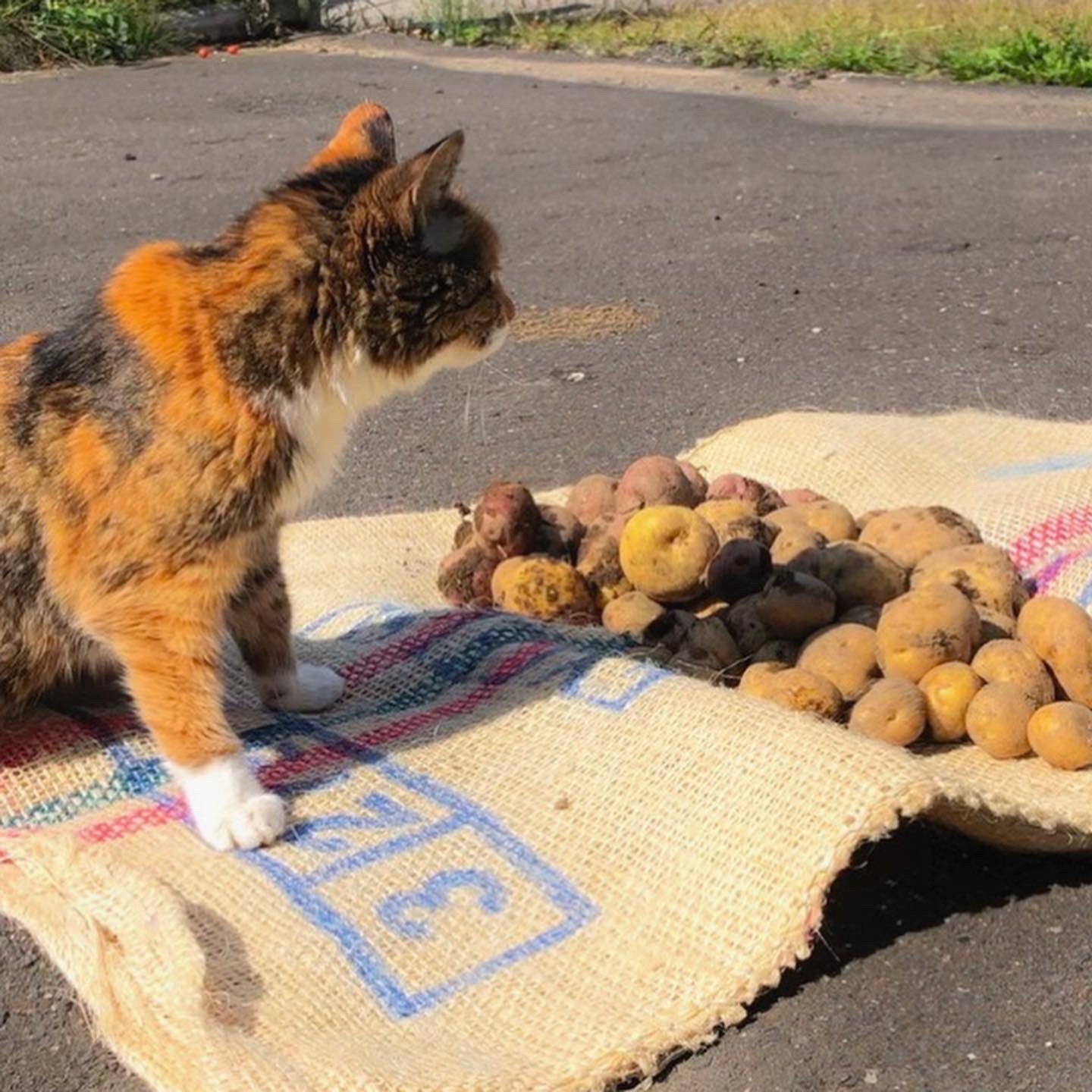 じゃがいも