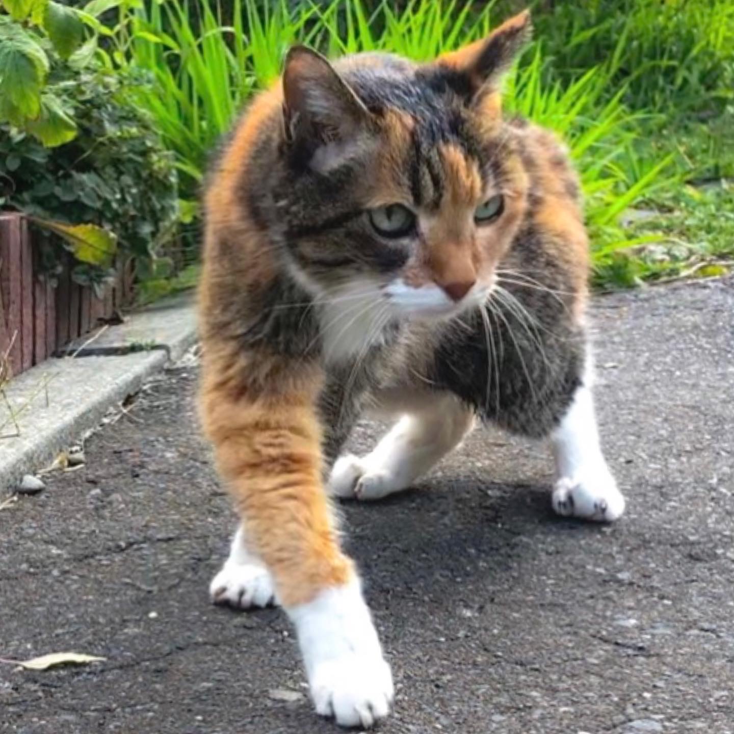 キウイフルーツ