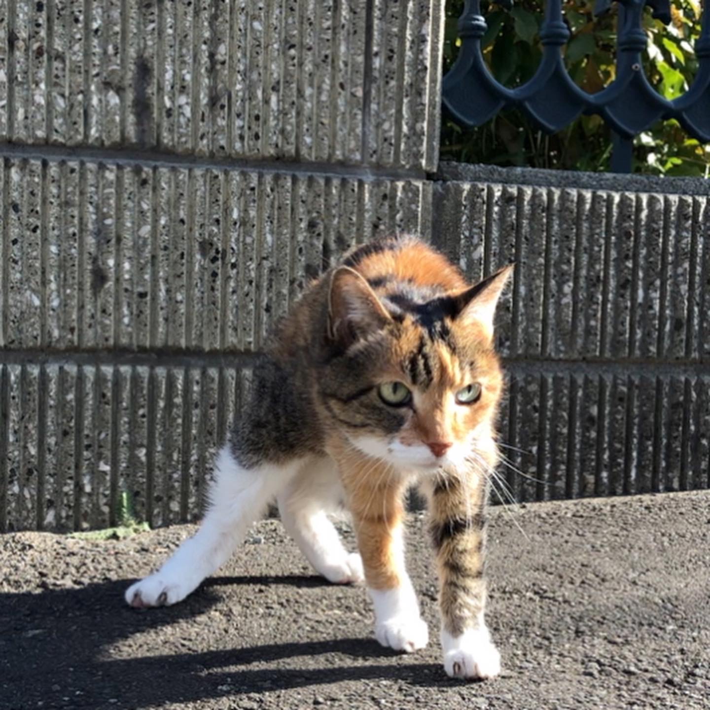 猫なのに負け犬