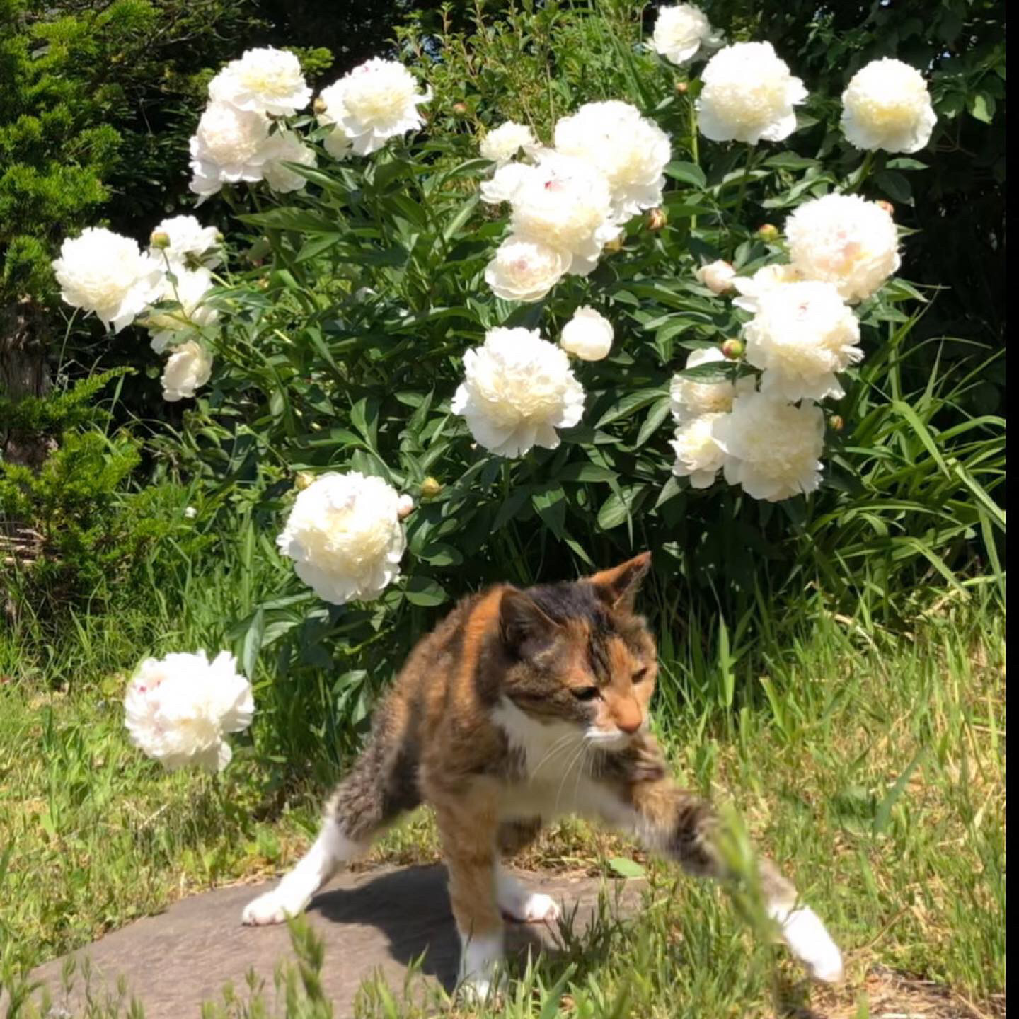 芍薬