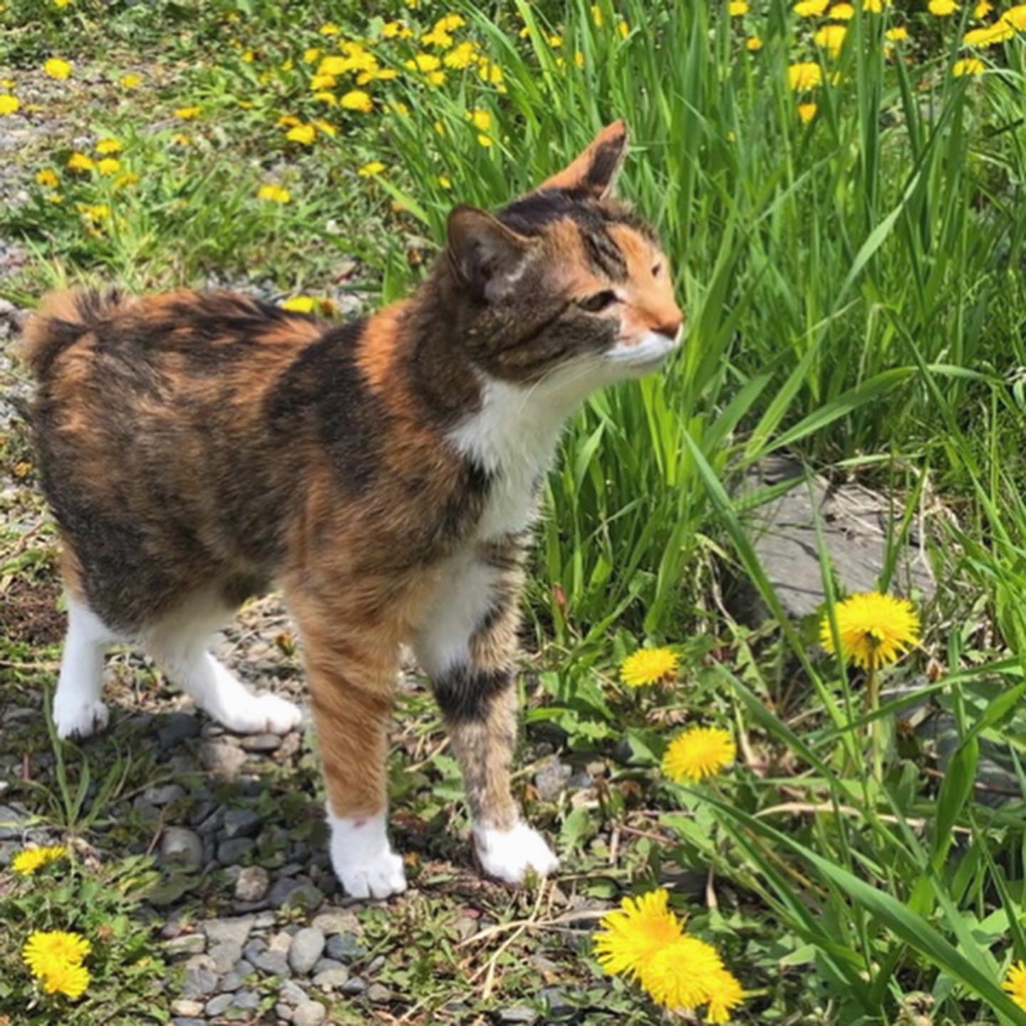 木蓮
