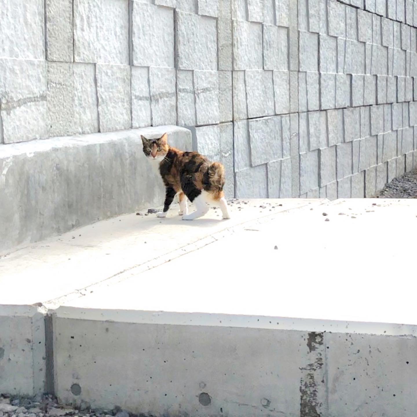 バラとローズティー