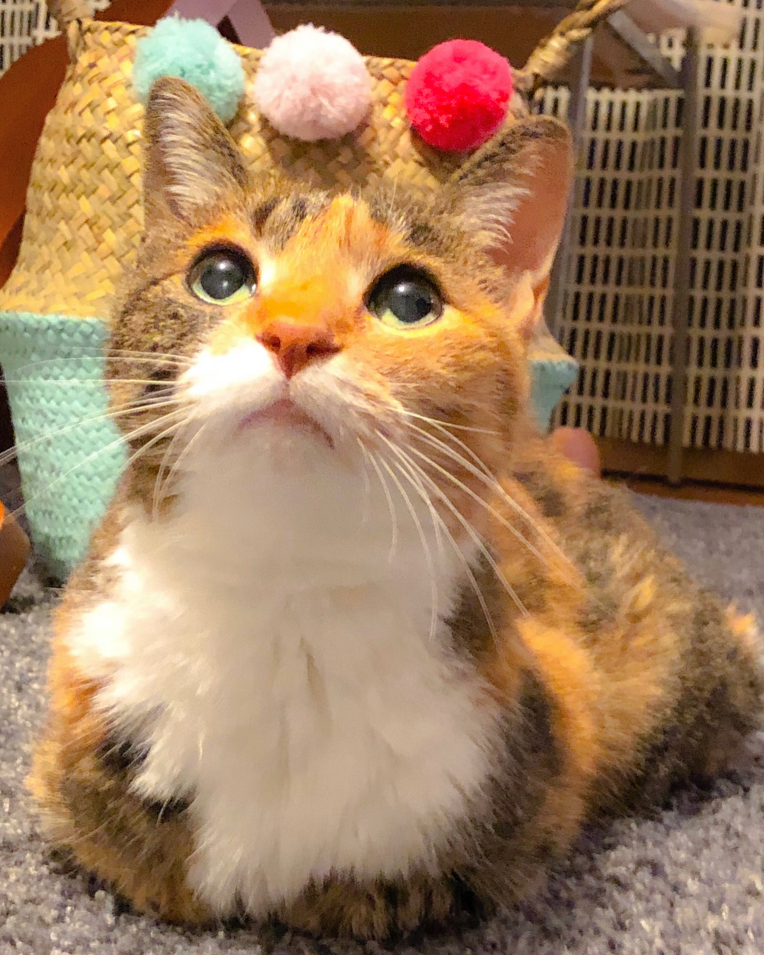 まくらちゃん