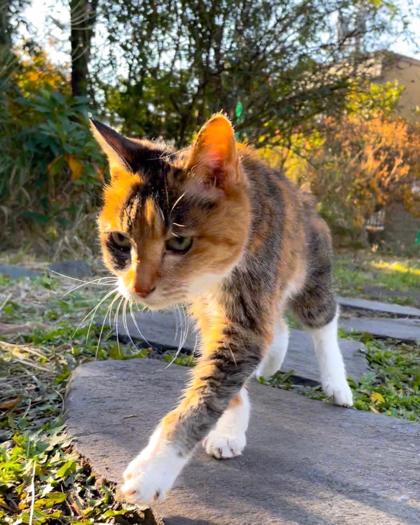 紅葉