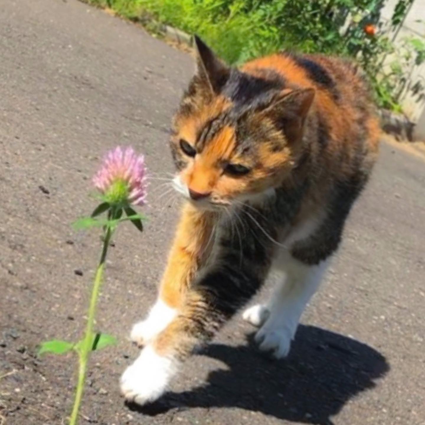 つるなしいんげん