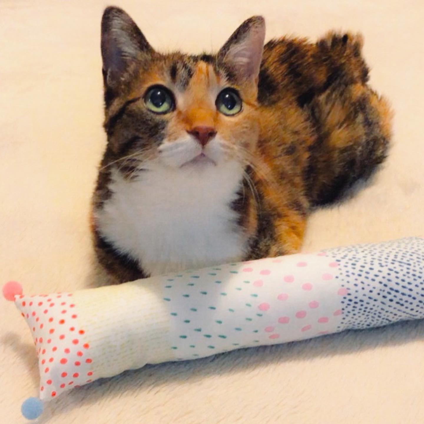 キタキツネ