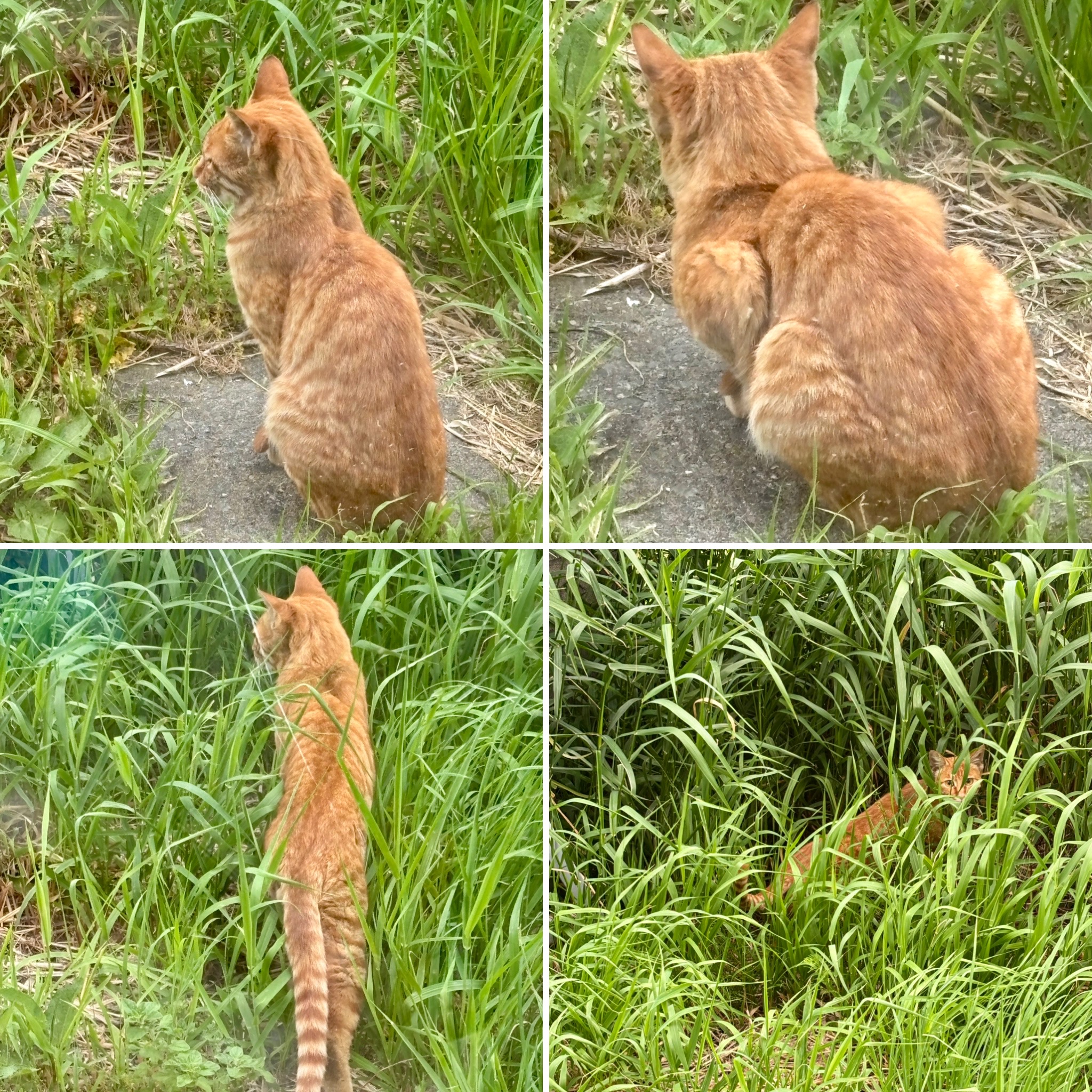 庭の出来事
