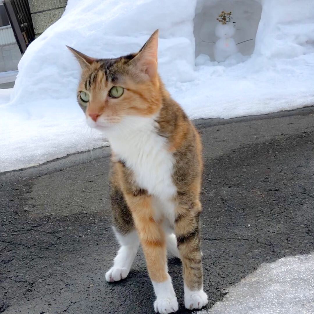 雪解け？