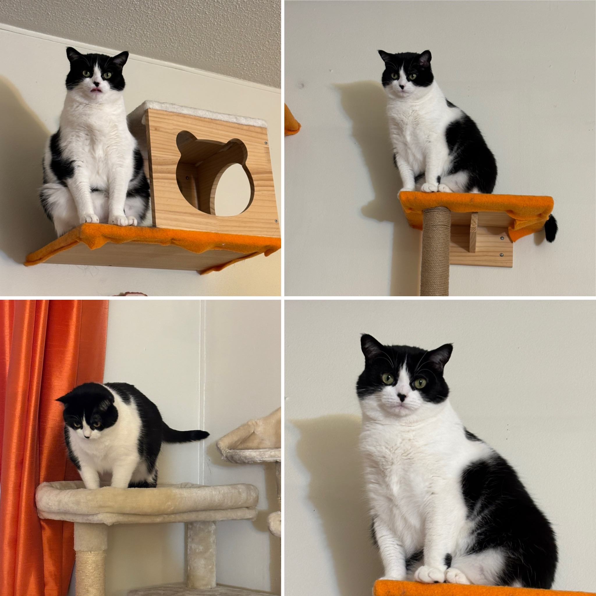 キャットウォーク