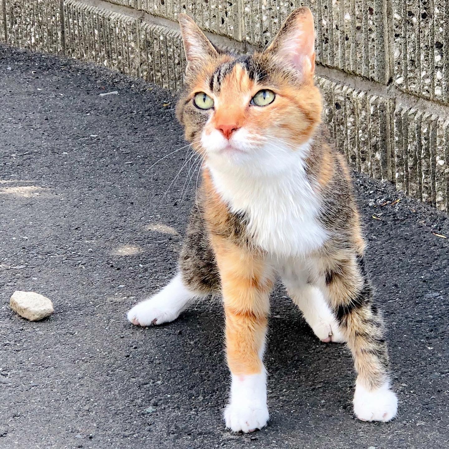 スモモ