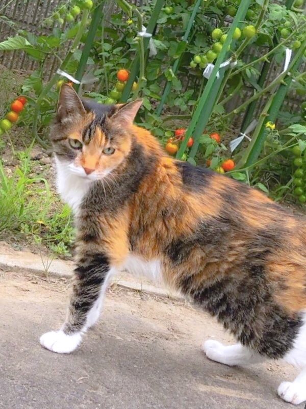 家庭菜園