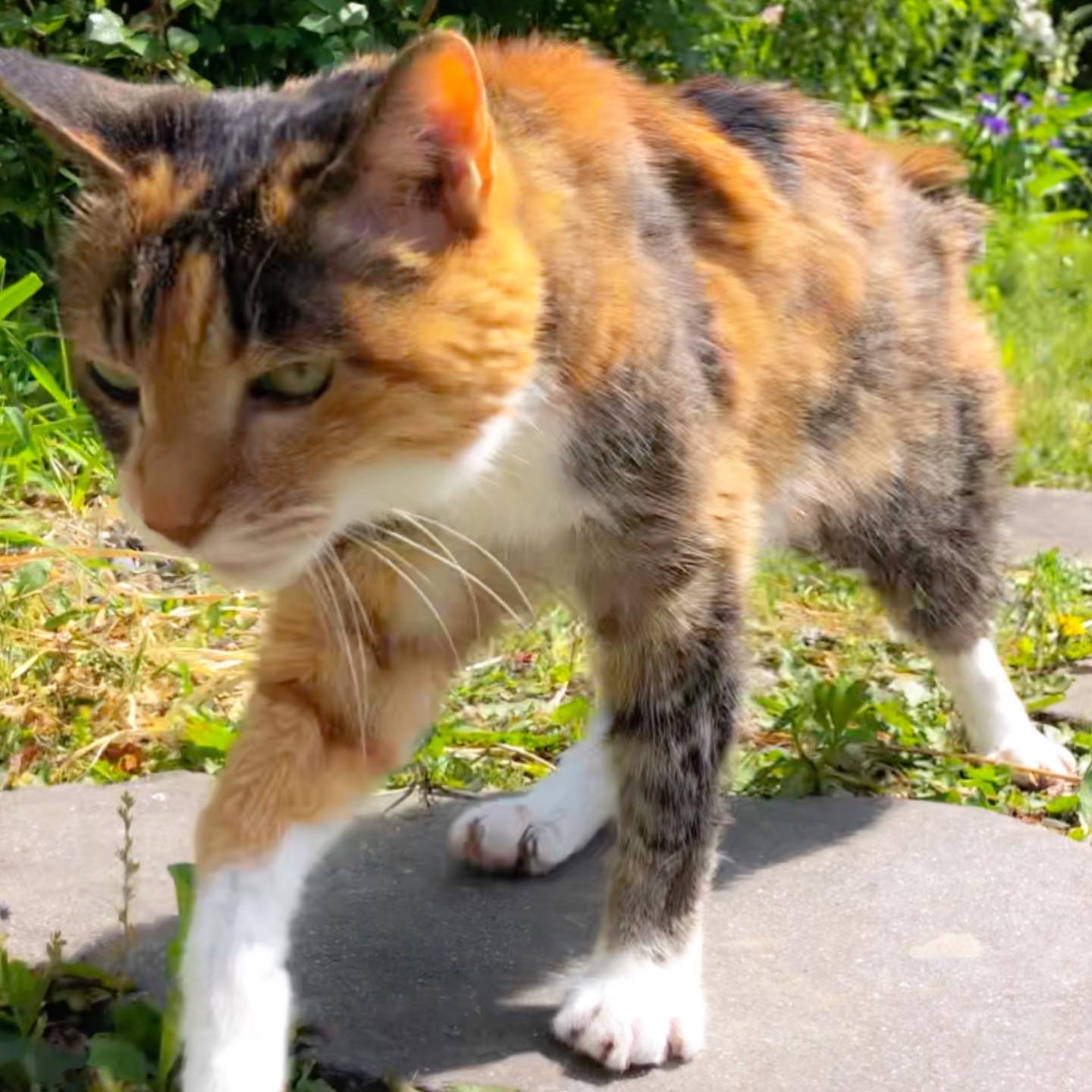 ミニトマトが…