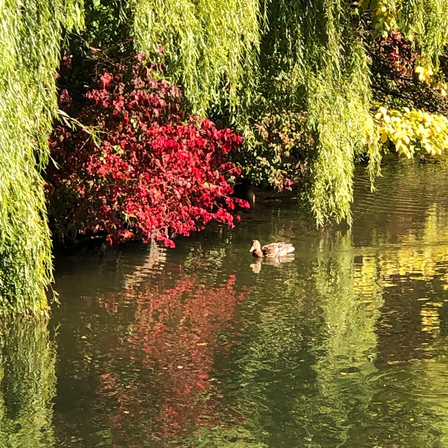 紅葉