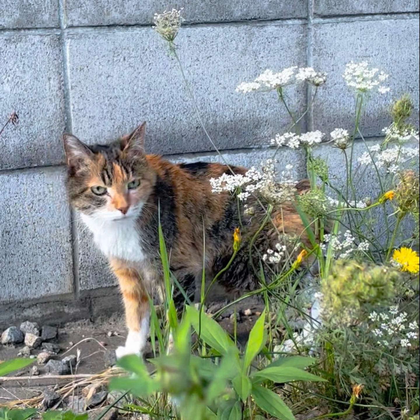ミニトマト