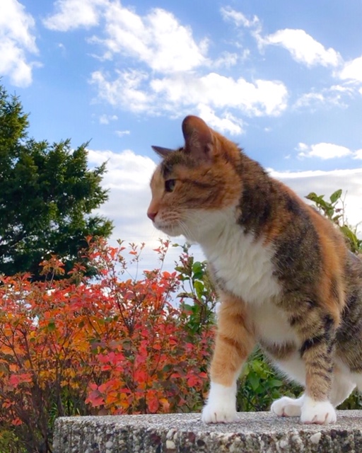 我が家の猫とお庭の紅葉