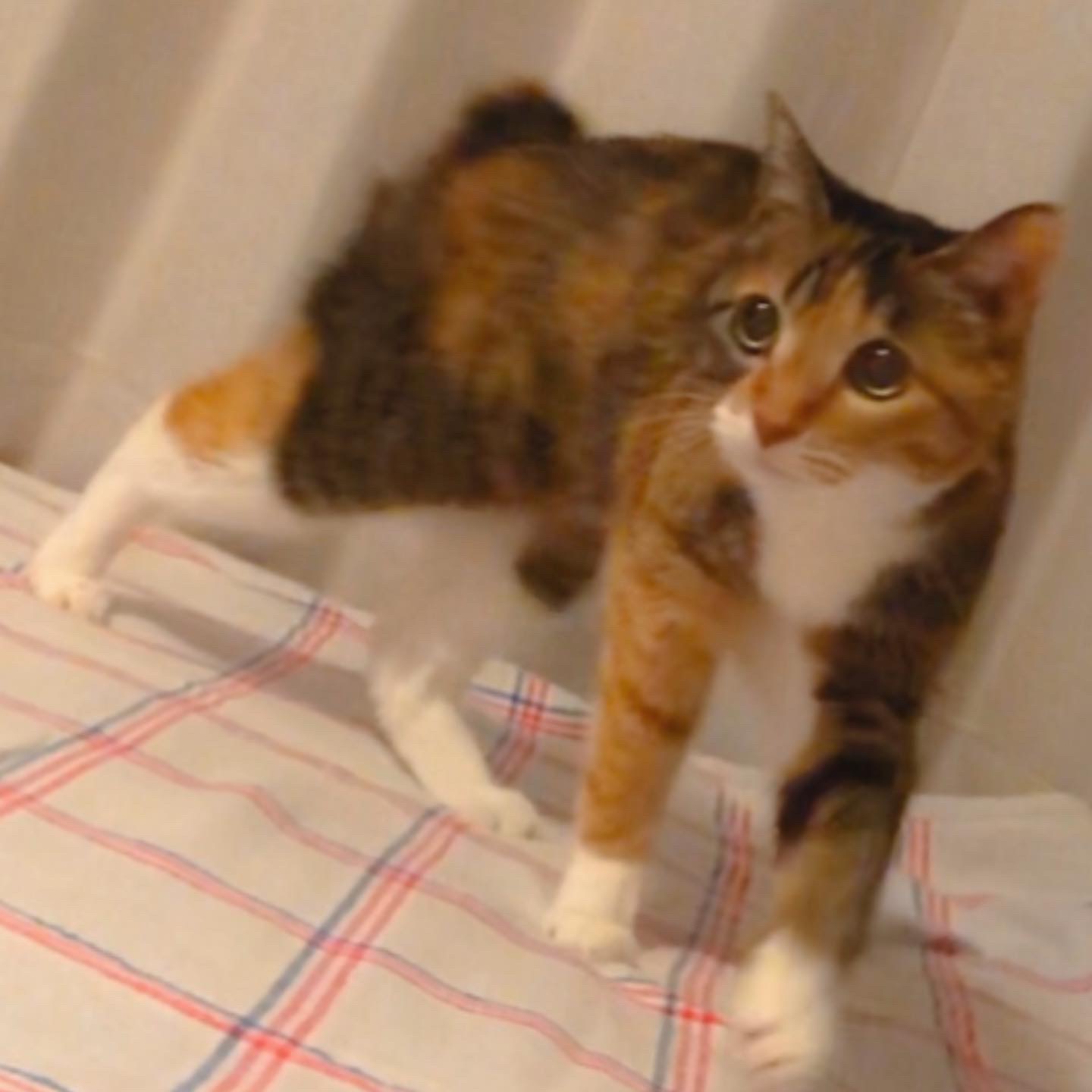 バレンタインデー